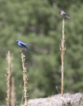 Mountain Bluebird 0051